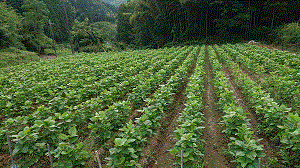黒大豆栽培の紹介