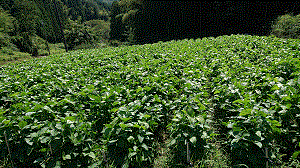 黒大豆栽培の紹介