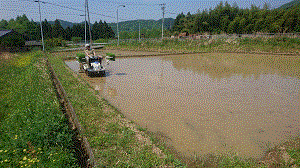 田植え